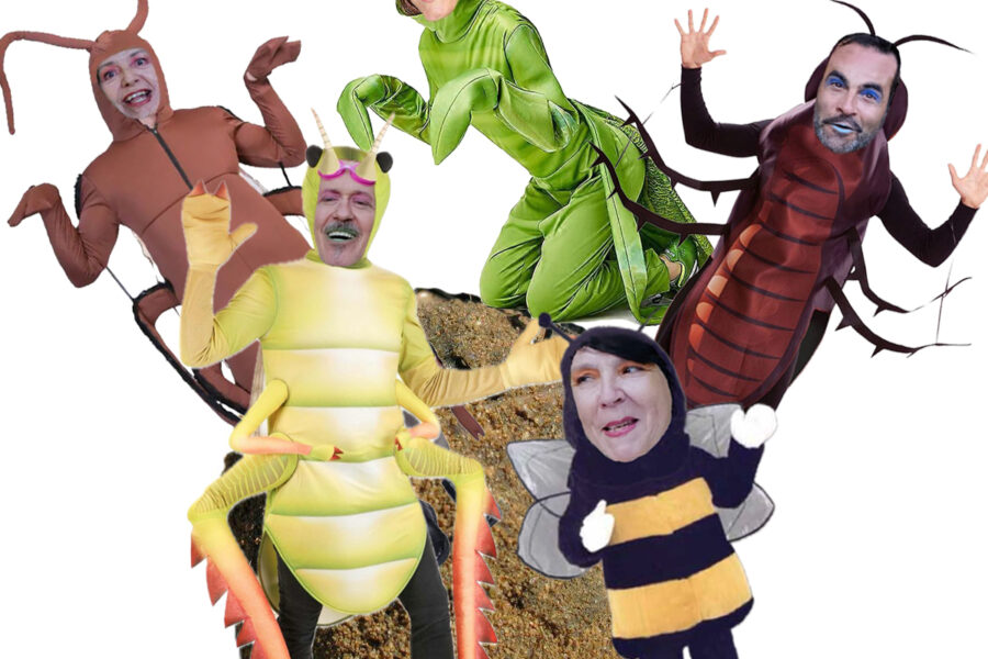 Mistkugel mit Insekten